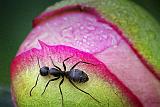 Ant On A Budding Peony_DSCF03645